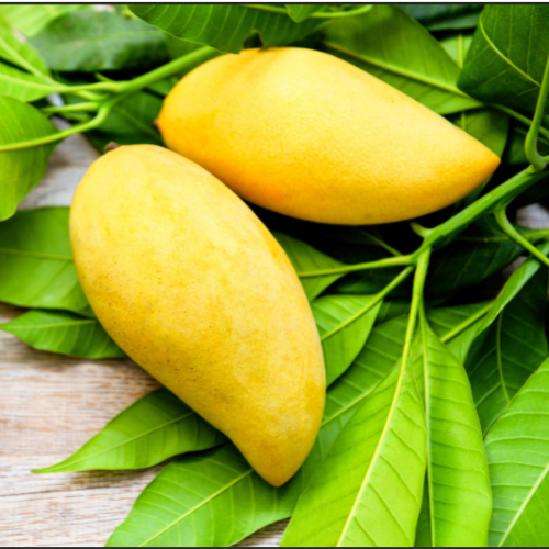 Mango Fruta